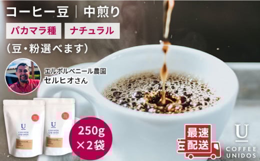 【豆】中煎り コーヒー 豆 250g × 2袋 （ 豆 ・ 粉 選べます ） エルポルベニール農園 パカマラ種 ナチュラル 《糸島》 【COFFEE UNIDOS】 [AQF004-1]