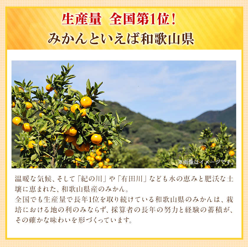  【訳あり/ご家庭用】 先行予約 和歌山県産みかん 約5kg【サイズ混合】 サンファーム《10月上旬-1月下旬頃出荷》和歌山県 紀の川市