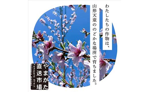 【先行受付 令和8年度発送】山形もぎたて『黄金桃』(無袋)約3kg ギフト箱入り FSY-2539