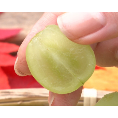 【2026年発送】牧丘天空の丘ブランド「シャインマスカット+キング巨峰」約1kg【配送不可地域：離島】