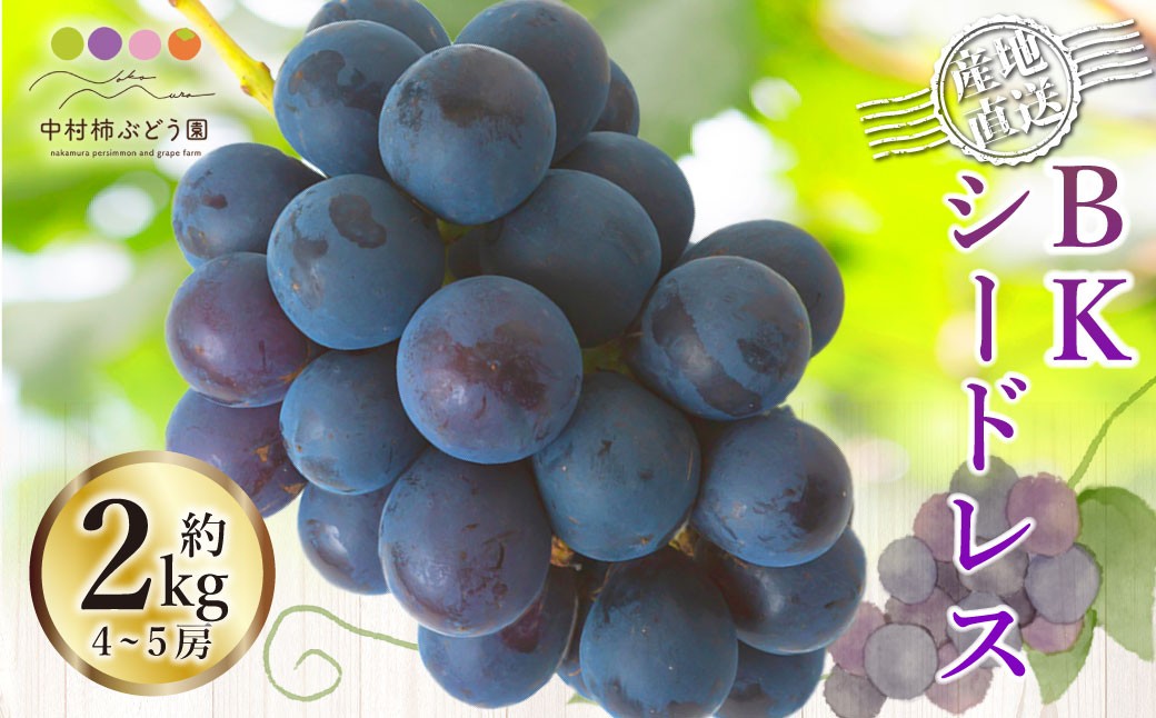 
            【先行予約】中村柿ぶどう園 BKシードレス 4房から5房 （約2kg） 【2026年8月下旬～9月上旬より順次発送予定】 葡萄 ぶどう ブドウ 果物 くだもの フルーツ 果実 福岡県 うきは市 冷蔵
          