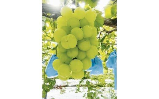 273.瀬戸ジャイアンツ（種なし）2kg前後（山本農園） ※2025年9月上旬～9月中旬頃に順次発送予定 313726_AQ007-P