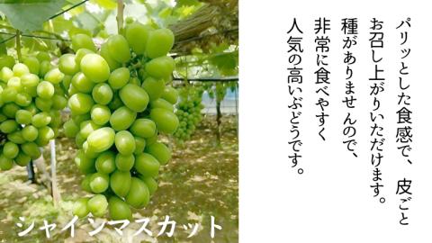 【 9月上旬から発送開始 】シャインマスカット と 巨峰（種あり）詰め合わせ 2kg ( 茨城県共通返礼品 石岡市 ) ぶどう ブドウ マスカット フルーツ 果物 [DC010sa]