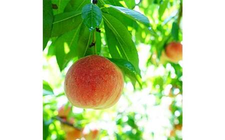 ≪2024年産 先行受付≫ 山形県産 白桃 秀品 約5kg（12玉～20玉） 品種おまかせ 軟らかくなる桃 あかつき 川中島白桃 伊達白桃 他 FSY-1189