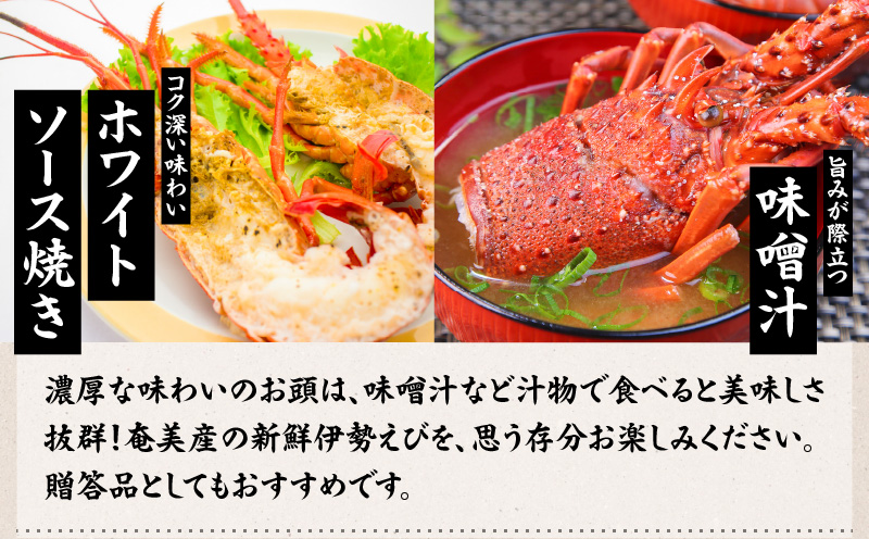 【10月1日価格改定（値上げ）予定】伊勢えび約1kg以上（2尾〜3尾）　A050-002