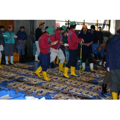 ふるさと納税 若桜町 【先行予約】【魚倉】訳ありボイル松葉ガニ2枚セット(1枚700g以上) |  | 03