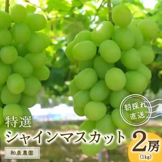 シャインマスカット2房入(約1kg) | 特選シャインマスカット