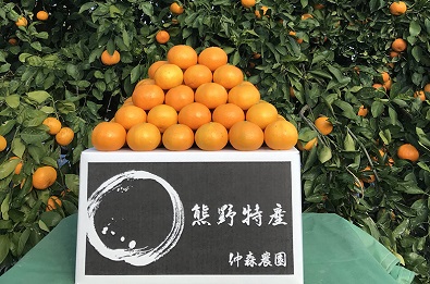 仲森農園の【完熟】熊野みかん（10kg）【11月下旬から発送】ミカン 蜜柑 柑橘 甘い 味が濃い 早生 温州みかん 温州 三重県 熊野市 熊野【nkmr0002】