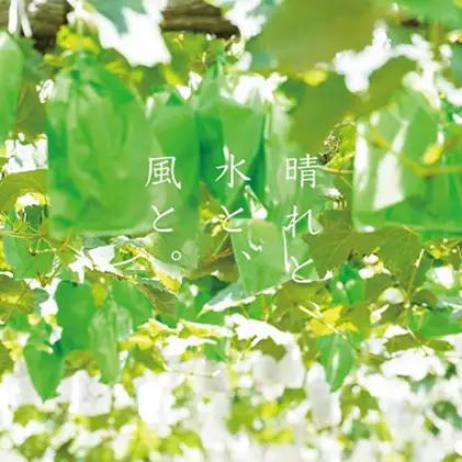 厳選 ニューピオーネ 2房 合計1.0kg以上 産地直送 朝採れ ぶどう 葡萄 Kawahara Green Farm 岡山県産 2026年 果物 フルーツ 甘味 酸味 さっぱり 大粒 種なし 人気 