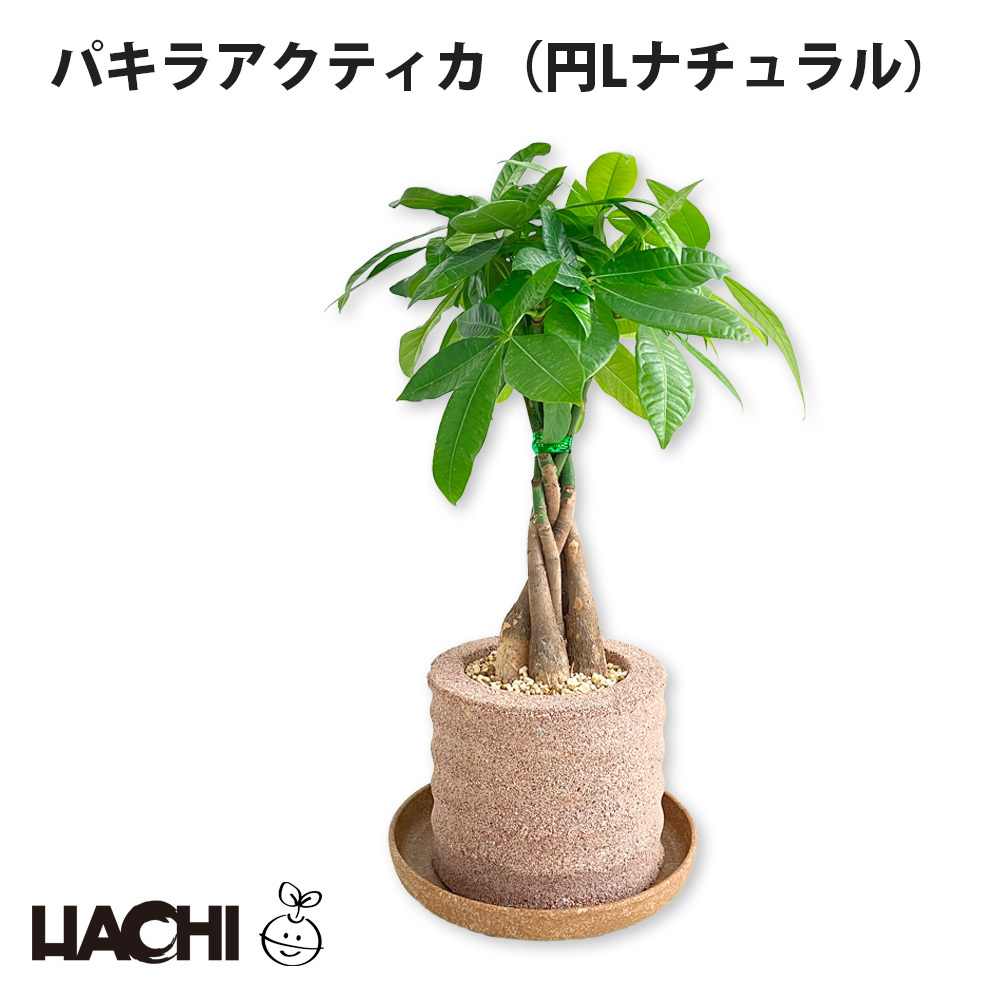【母の日】アクアプラントポット®　円Ｌ 植木鉢パキラ アクティカ（2136）