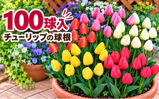 チューリップ 球根 特大球 セット 100球 植物 花 フラワー ガーデニング 園芸 花壇 秋植え 春咲き 庭 新潟県 新潟市