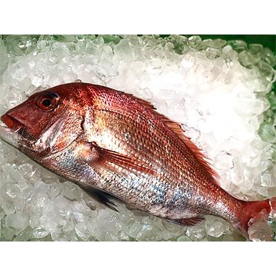 ふるさと納税 八幡浜市 竹中水産の「宇和海産-お刺身用天然真鯛」約2キロセット!(大、中、小混1枚〜3枚)【F22-262】