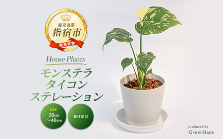 2026年3月上旬～発送【観葉植物】モンステラ・タイコンステレーション 20cm～40cm (Green Base/IB003-052) 南国鹿児島県で育った 観葉植物！植物 鉢付 インテリア 室内 オフィス おしゃれ プレゼント ギフト 開店祝い 移転祝い ※北海道・沖縄・離島配送不可