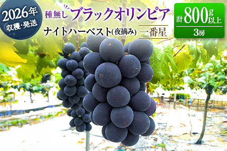 ［ご自宅・ご家庭用］ぶどう 2026年収穫・発送 ナイトハーベスト（夜摘み）種なし『ブラックオリンピア（一番星）』計800g以上 3房 人気 ブドウ フルーツ 果物【B646-26】