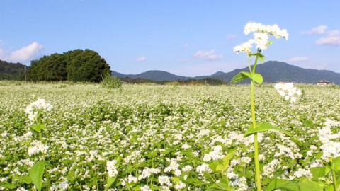＜お歳暮熨斗付＞ 茨城県産 常陸そば乾麺 ご贈答用 つゆ付セット 乾麺 200g × 4袋 麺つゆ 300ml × 1本 そば 常陸そば 熨斗[BE036sa]