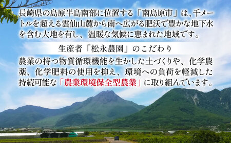【2026年8月下旬〜発送】シャインマスカット 約2kg（約2-5房）/ マスカット シャインマスカット ますかっと ぶどう 葡萄 ブドウ フルーツ 果物 / 南島原市 / 長崎県農産品流通合同会社 