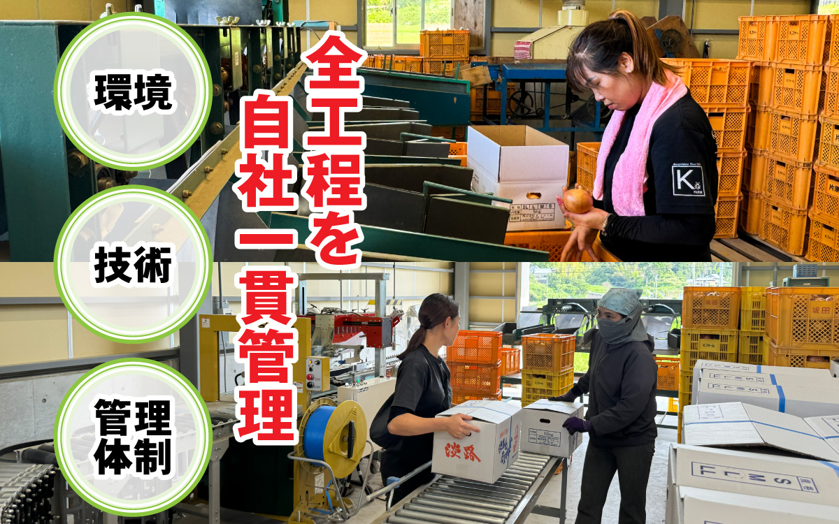 淡路島 新玉ねぎ 6kg 訳あり サイズ不揃い 簡易箱でお届け ／ 不揃い サイズ 混合 ミックス S M L 2L 玉ねぎ タマネギ オニオン スライス サラダ ハンバーグ 肉じゃが 焼肉 常備菜 