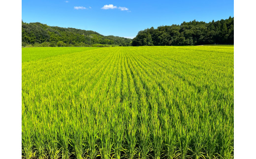 ＜定期便＞【令和8年度】新米 こしひかり（精米）5kg【3ヶ月】鈴鹿山麓の銘水が育てた米 │ 米どころ 三重県産 小山田地区  小山田米  米 コメ 白米 精米 定期便 5kg×3ヶ月 こしひかり