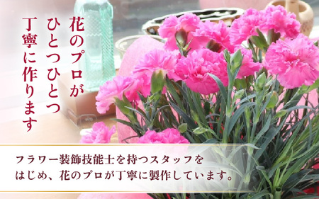 【25セット限定 先行予約】カーネーション ピンク 5号 鉢植え 生花 ＜数量限定！想いを届ける母の日ギフト＞ / 花苗 花 贈り物 ギフト 女性 プレゼント 感謝 ※2026年5月6日～9日の間にお
