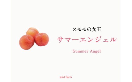 ＜2026年発送先行予約＞【すもも・サマーエンジェル】一度は食べたい！栽培者１番人気！ 約24玉 ALPDS012