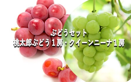 ぶどう 【2026年 早期受付】 ぶどうセット 桃太郎ぶどう 1房・ クイーンニーナ 1房 合計約1kg  岡山県産