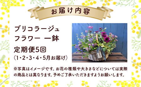 【定期便5回】季節のお花が楽しめる☆お花屋さんの定期便  5回 ブリコラージュフラワー 寄せ植え 15~20株