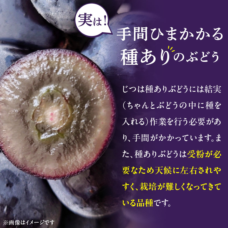 こだわりの種あり巨峰　約2kg（2025年 先行予約）数量限定 巨峰 約 2kg  ぶどう  新鮮 安心 安全 フルーツ 果物 冷蔵配送 食品