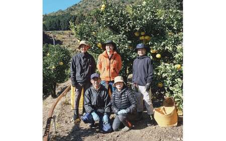 【先行予約】☆至高の柑橘　高知産 土佐文旦☆ L 11玉入【家庭用】〈2027年1月下旬頃より順次発送〉/ 柑橘 フルーツ 先行予約 ぶんたん ブンタン 果物 お取り寄せ【TAMURAKAJUEN】