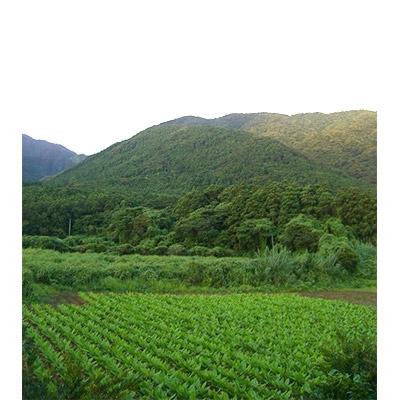 ふるさと納税 屋久島町 屋久島ウコンプレミアム　15g(約100粒)×1個 |  | 02