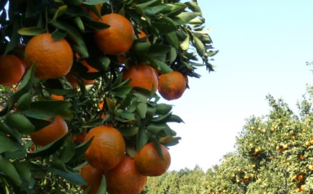 【先行予約】越年完熟室戸ポンカン2.5kg sa003　みかん ぽんかん ポンカン ﾎﾟﾝｶﾝ 家庭用 土佐くだもの畑 高知 みかん ミカン 蜜柑 mikan 果物 くだもの フルーツ 柑橘 濃厚 甘