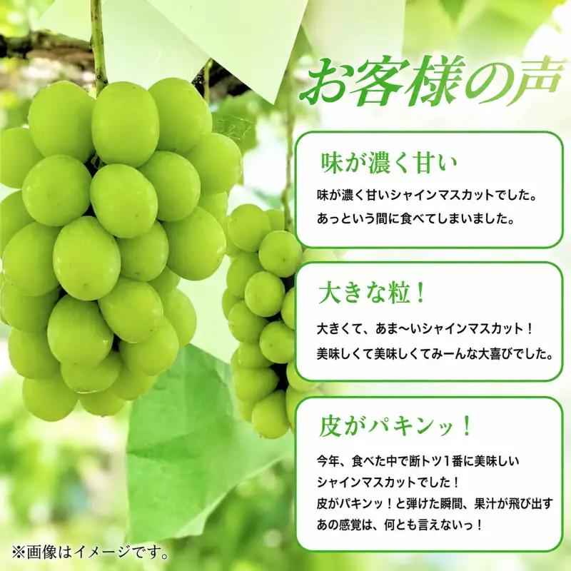【2026年産】 シャインマスカット 3kg ぶどう 葡萄 ブドウ マスカット 果物 くだもの フルーツ デザート 旬の果物 旬のフルーツ 長野