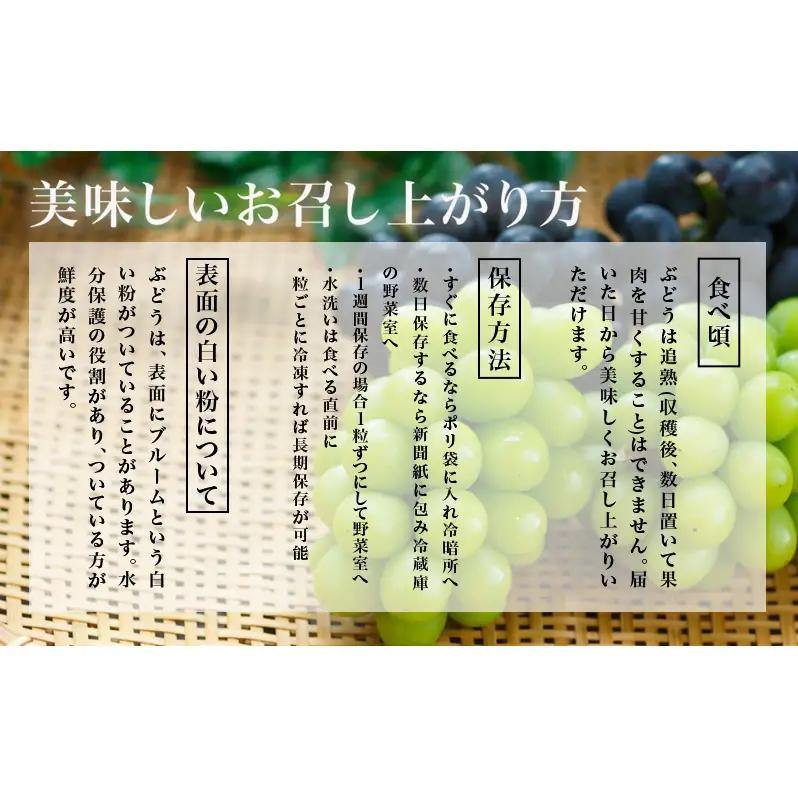 ぶどう 2026年 先行予約 シャイン マスカット 晴王 1房 700g以上 岡山県産 シャインマスカット