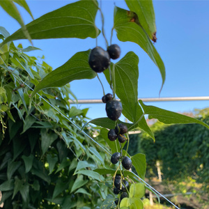 里山の自然で育てた「自然薯 2kg」｜上総自然学校 里山 禅寺 真光寺 芋 袖ケ浦 千葉 [0706]