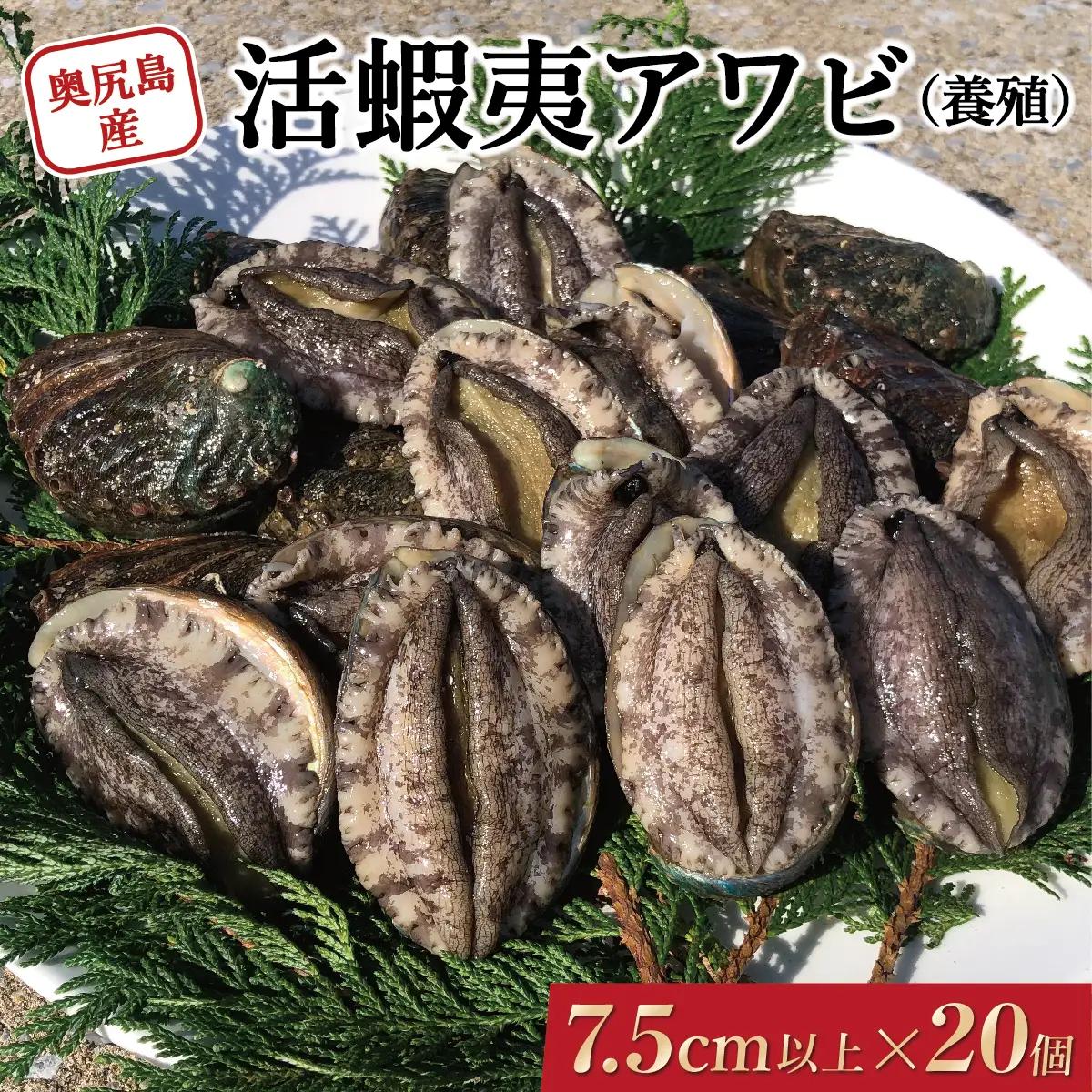 奥尻島産 活蝦夷アワビ（養殖）20ケ入り 75mm以上 