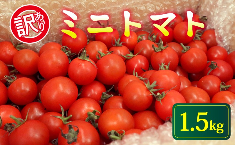 
                  訳あり ミニトマト 1.5kg 常温配送 2025年11月以降順次発送 トマト 旬 新鮮 野菜 やさい 夏野菜 とまと 簡易包装 箱入り ご褒美 サラダ トマトジュース パスタ お弁当 ジューシー 送料無料 産地直送 千葉県 旭市 石井ファーム iif003
                
