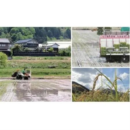 【毎月定期便】京都与謝野町産コシヒカリ「京の豆っこ米」精米5kg【誠武農園】 農家直送全6回【4073048】