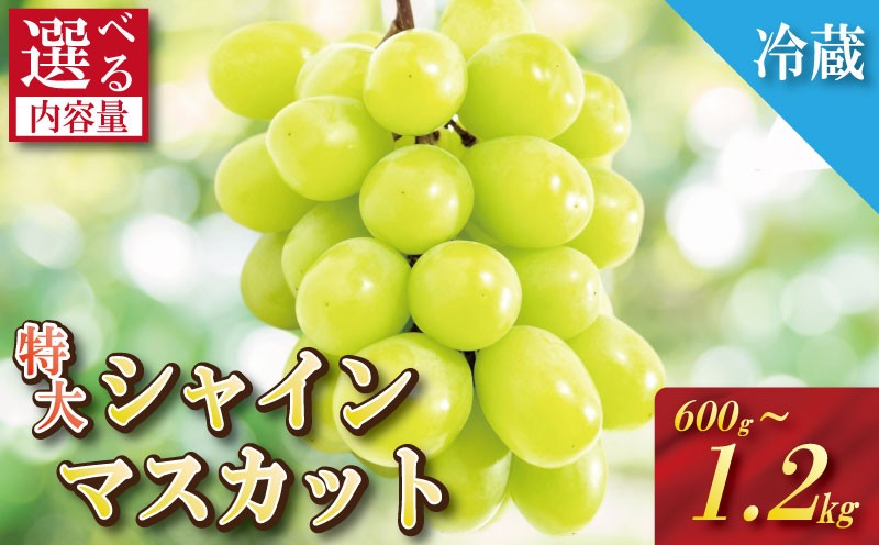 
            【2025年9月順次発送】 シャインマスカット 約600g～1.2kg 1房/2房 大粒 産地直送 贈答用 ご家庭用 季節限定 ぶどう ブドウ 葡萄 フルーツ 果物 くだもの 四国 徳島 小松島 しゃいんますかっと マスカット 高級 1房 2房 化粧箱入り  9月 10月 11月 発送 フルーツ 季節のフルーツ 贈り物 贈答用 贈り物 人気 高級 ギフト 新鮮 おすすめ 甘い 送料無料 ふるさと
          