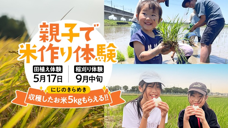 【令和7年5月17日(土) 開催予定】 親子で 米作り体験 （田植え・稲刈り体験） にじのきらめき 5kg付き 茨城県 稲刈り農業 農業体験 子供 家族 参加型 自然 食育 虹のきらめき [BH04-NT]