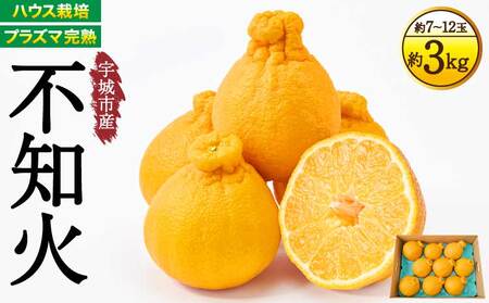 先行予約 不知火 プラズマ完熟不知火 約3kg（7～12玉前後） 2026年3月上旬～2026年4月上旬頃発送予定