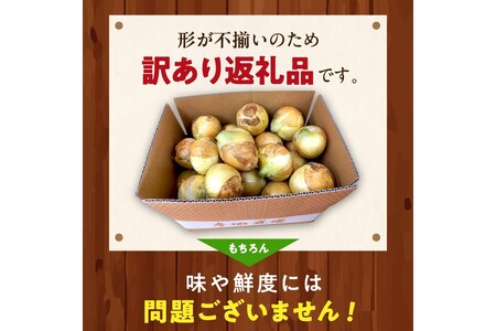 【訳あり】新たまねぎ　新鮮なタマネギ／料理にも使いやすい玉葱／京都産 玉ネギ／玉ねぎスープにも！