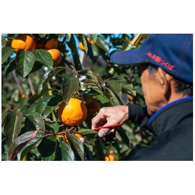 ふるさと納税 かすみがうら市 秋の柿三種(太豊・陽豊・富有から三種類)セット　合計10〜14個　約3.5kg