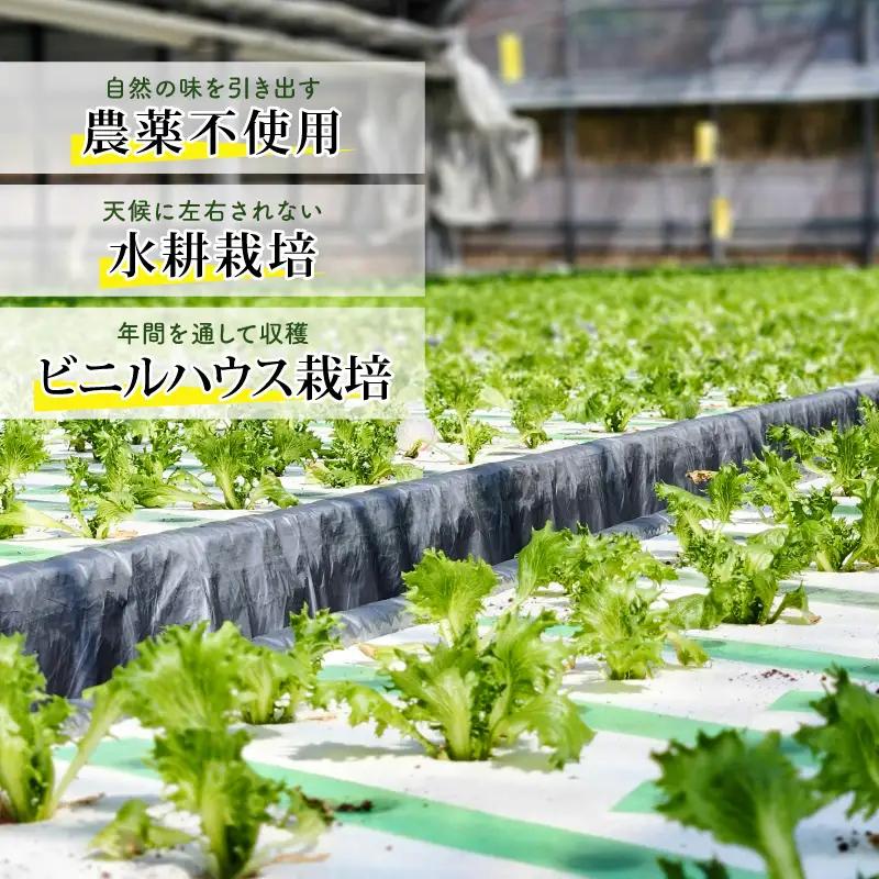 レタス 1.5kg リーフレタス 高知産 フリルレタス