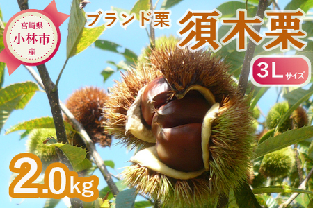 【期間・数量限定】ブランド栗「須木栗」3Lサイズ 2kg程度（生栗 マロン 栗 果物 フルーツ 限定 秋 旬）