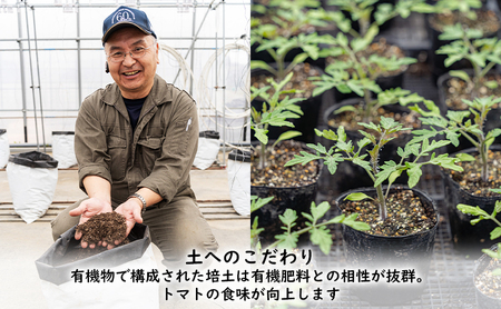 【2026年夏発送】ふらの ミニトマト 食べ比べ 各1kg×2種 計2kg（品種：ほれまる＆ラブリーさくら）北海道 富良野市 野菜 新鮮 直送 トマト 道産 ふらの 送料無料 数量限定 先着順