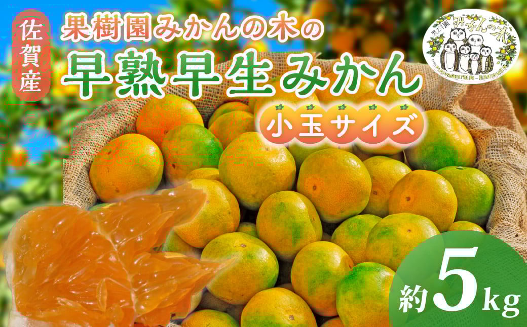 
            【先行予約】果樹園みかんの木の早熟早生みかん小玉サイズ　約５ｋｇ 早熟 早熟早生温州みかん 早生温州みかん 早生 温州 みかん ミカン 蜜柑 温州蜜柑 温州ミカン フルーツ くだもの 果物 ミネラル豊富 太良町 国産 産地直送 M104 
          