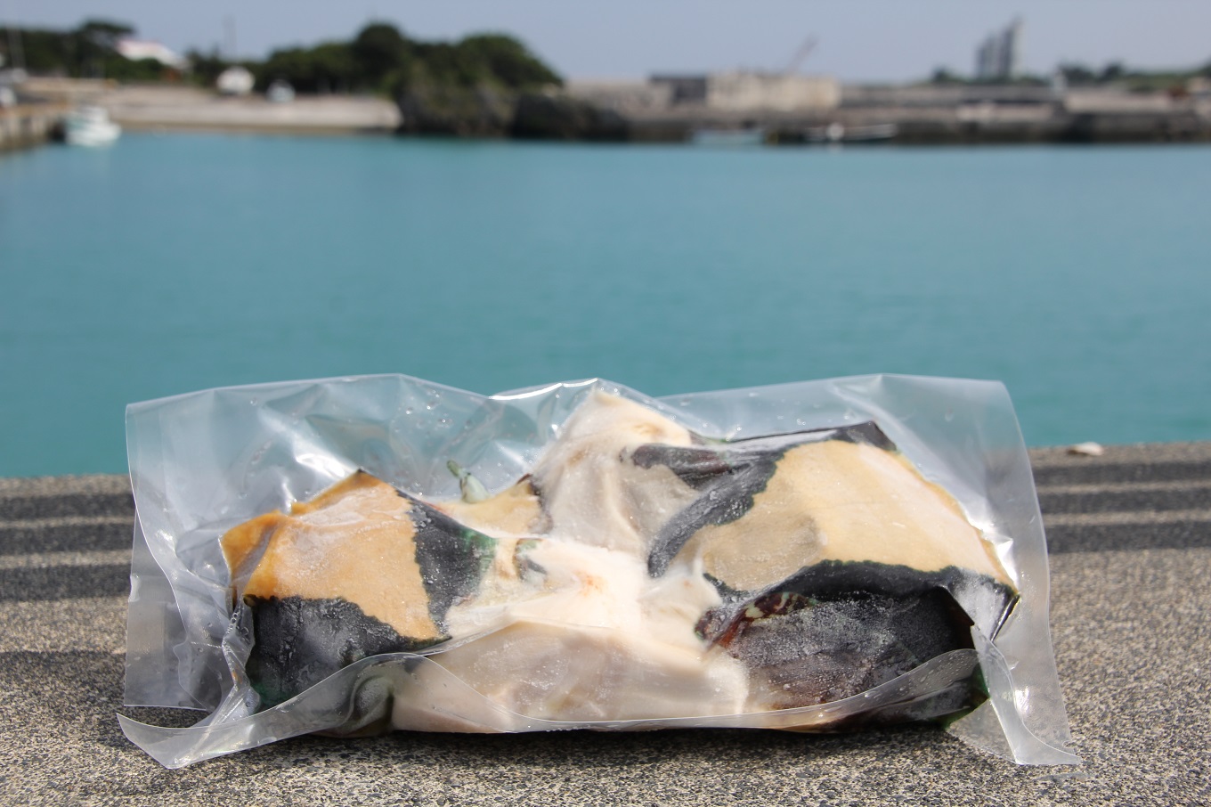 【2025年12月以降発送】【真空冷凍】夜光貝の刺身500ｇ・ソデイカ500ｇセット