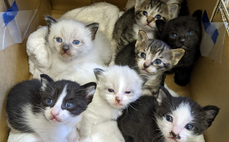 【お礼の品なし】保護猫活動支援〜野良猫から地域で見守るさくら猫に～ 寄付額100,000円 猫 保護 支援 保護猫 ねこ 猫 ネコ 里親 猫 こころ星 猫 保護活動支援 東松山 埼玉