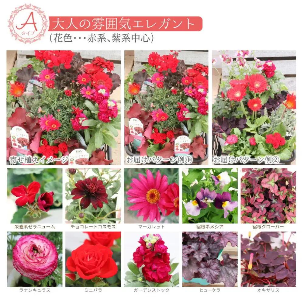 エレガントな花苗セットA【花苗 花 季節の花 花セット ガーデニング 家庭菜園 園芸 初夏 夏 花壇 庭 鉢 玄関 プランター 寄せ植え おうち時間 趣味 ベランダ 土っ子倶楽部 プレゼント ギフト 