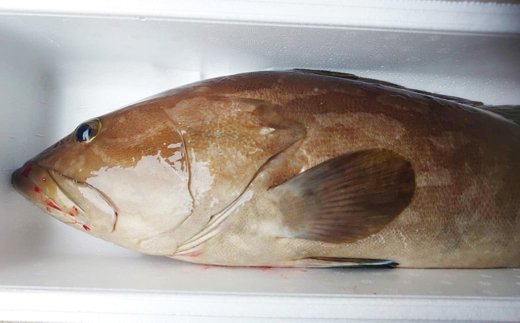 丸ごと1匹お届け！長崎近海 天然アラ (クエ) 2kg台 (2.2～2.8kg、4～5人前) ／  魚 鮮魚 魚介 海鮮 高級魚 くえ あら 血抜き 鍋 刺身 大将農園 長崎県 長崎市 【2025年9月下旬～2026年2月下旬迄発送予定】