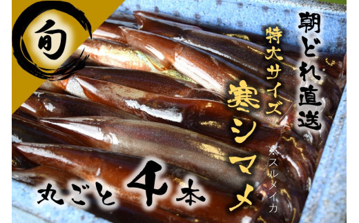 
今が旬！朝どれ寒シマメ特大サイズ（350-500g）丸ごと4杯セット
